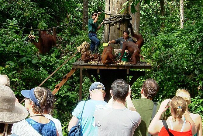 Day Trip Sepilok Orang-utan And City Tour - Key Points