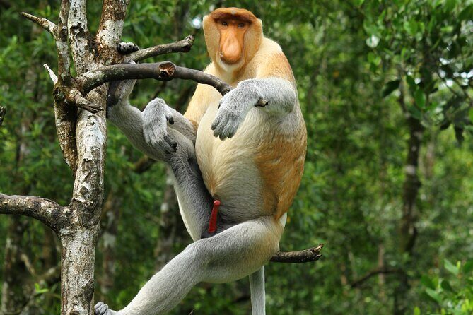 Day Trip Sepilok Orang Utan & Labuk Bay Proboscis Monkey - An In-Depth Look at the Tour Experience
