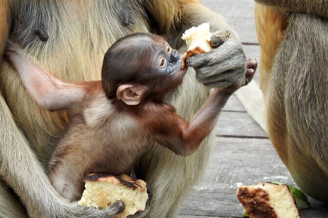 Day Trip Sepilok Orang Utan & Labuk Bay Proboscis Monkey - Final Thoughts: Is This Tour Right for You?