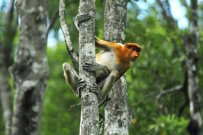 Day Trip Sepilok Orang Utan & Labuk Bay Proboscis Monkey - FAQs