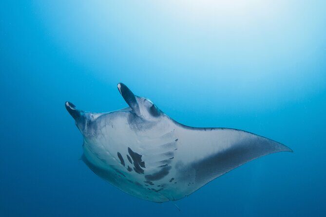 Day Trip snorkeling Nusa Penida - Manta 3 sites (from south bali) - What Makes Each Site Special?