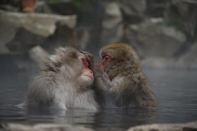 Day Trip Snow Monkey in Nagano from Tokyo by bullet train - Observing the Hot Spring Bathing Monkeys