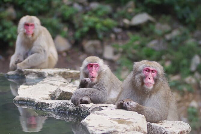 Day Trip Snow Monkey in Nagano from Tokyo by bullet train - Who Will Love This Tour?