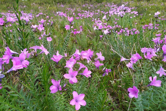 Day trip to Ala-Archa National Park - Who Would Love This Tour?
