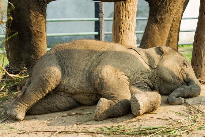Day Trip to an Elephant Conservation and Care Center near Agra - Why Support Elephant Rescue?