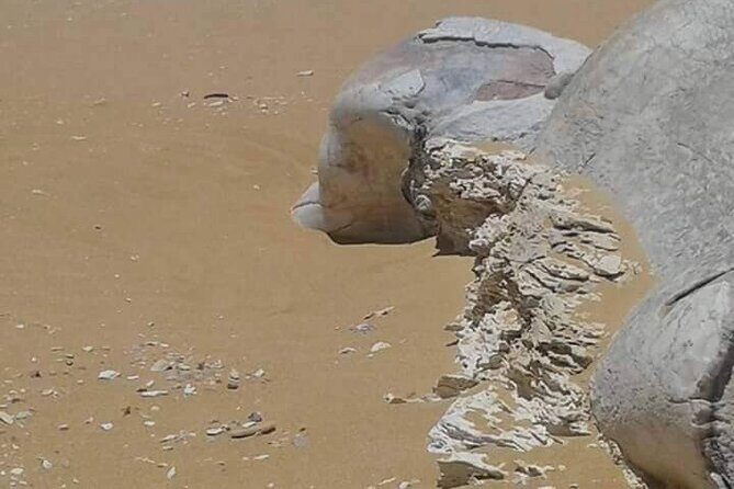 Day Trip To Bahariya Oasis Visit Black And White Desert From Cairo - FAQ