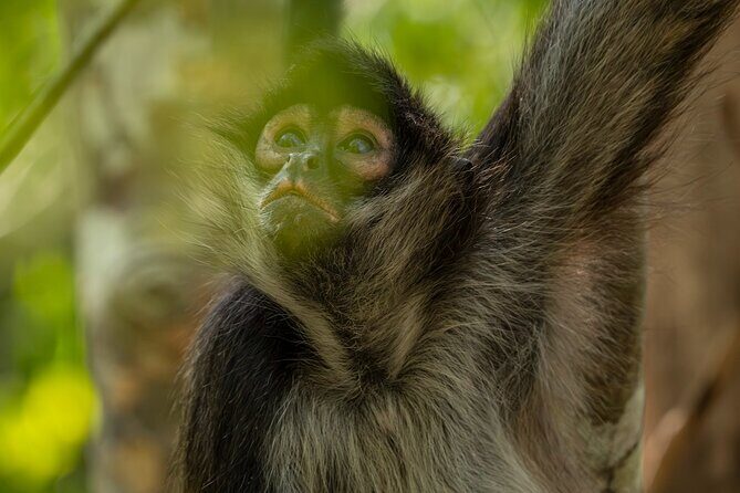 Day Trip to Coba and Punta Laguna with Mayan Lunch - The Journey Through Cobas Ruins: History Meets the Jungle