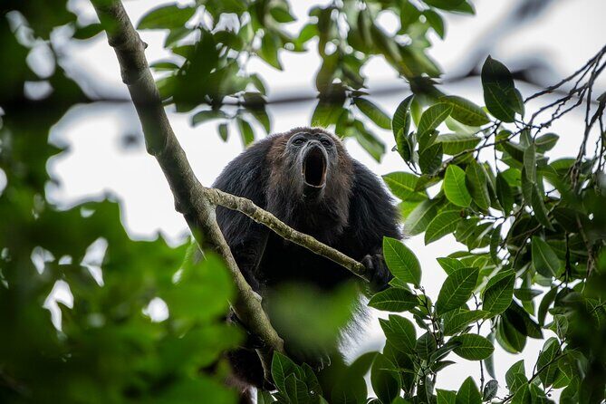 Day Trip to Coba and Punta Laguna with Mayan Lunch - Transportation and Timing: Practical Aspects