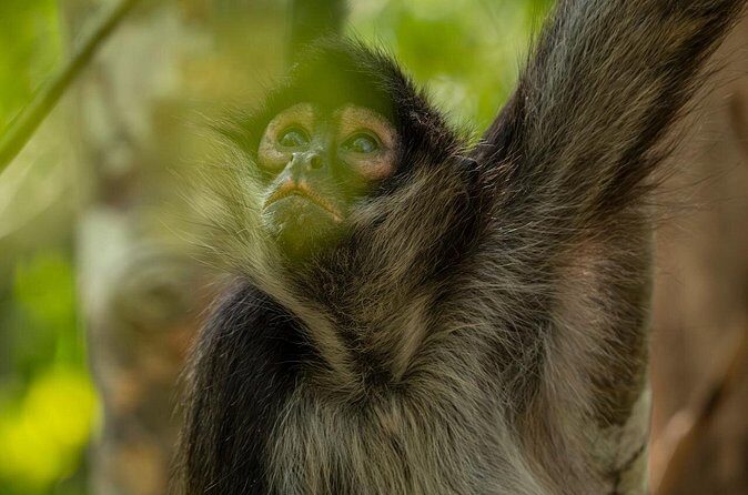 Day Trip to Coba and Punta Laguna with Mayan Lunch - FAQ