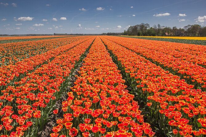 Day Trip to Famous Tulip Route in Noordoostpolder From Amsterdam - The Itinerary Breakdown: What You Can Expect