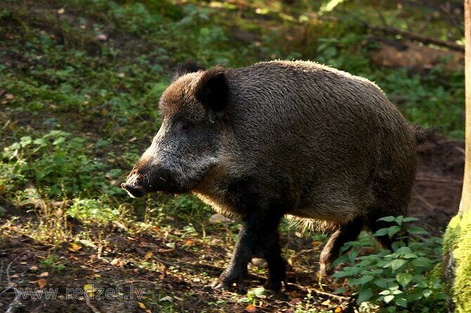 Day trip to Gauja National Park: animals, castles and a cave - A Deep Dive into the Gauja National Park Day Trip