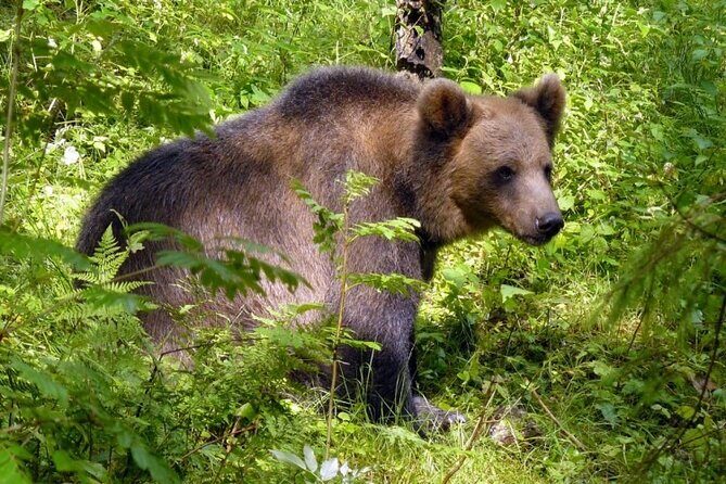 Day trip to Gauja National Park: animals, castles and a cave - The Sum Up