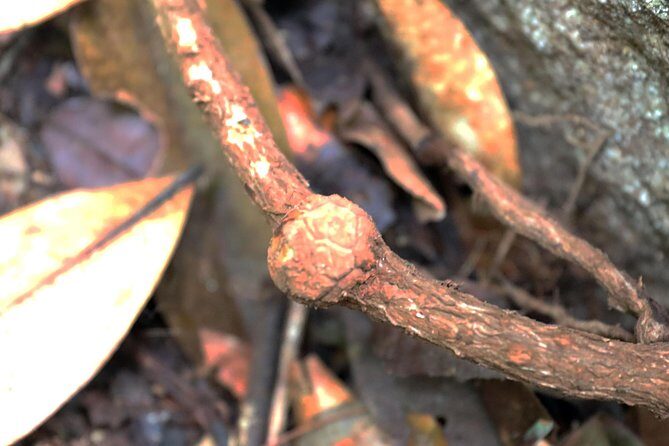 Day-Trip to Gunung Gading Rafflesia Centre from Kuching City - Key Points