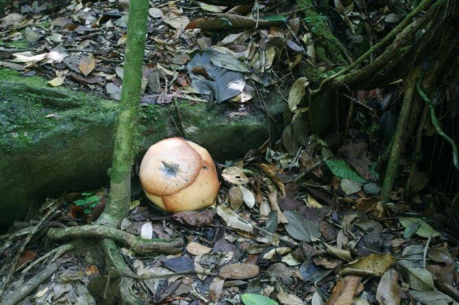 Day-Trip to Gunung Gading Rafflesia Centre from Kuching City - Who Will Love This Tour?