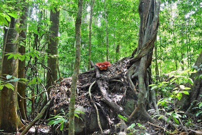 Day-Trip to Gunung Gading Rafflesia Centre from Kuching City - FAQ