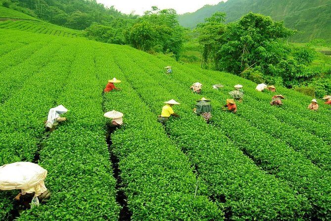 Day Trip to Nuwara Eliya with Kingfisher Tours - FAQ