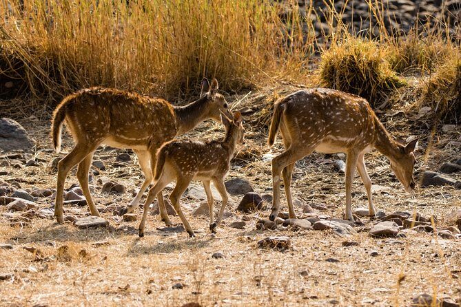 Day Trip to Ranthambore Tiger Safari from Jaipur - An In-Depth Look at the Experience