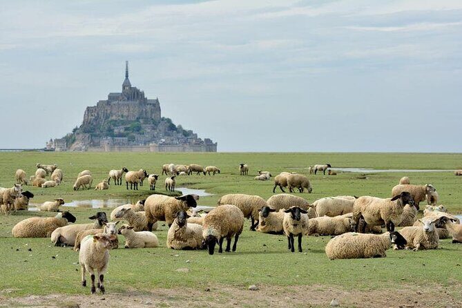 Day Trip with a local driver Mont Saint-Michel from Saint-Malo - 6 hours - Who Is This Tour Best For?
