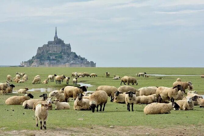 Day Trip with a local driver Mont Saint Michel from Saint Malo 6h - The Return Trip and Cancale Stop