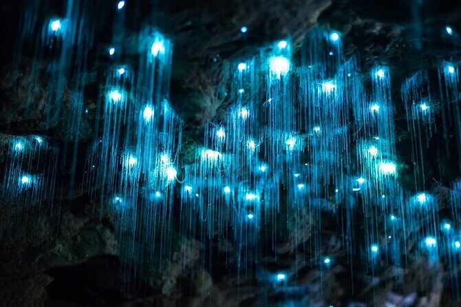 Daytime Scenic Rim Glow Worm Tour + Hop on Hop off Bus - Key Points