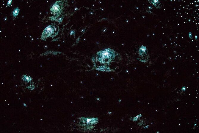 Daytime Scenic Rim Glow Worm Tour + Hop on Hop off Bus - Overview of What You Can Expect