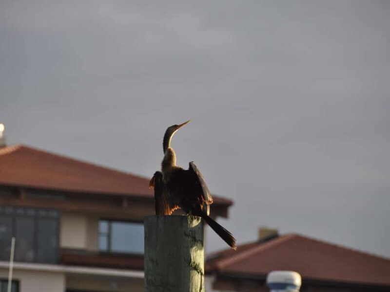 Daytona Beach: Halifax River Wildlife Boat Tour - What to Expect on the Halifax River Wildlife Boat Tour