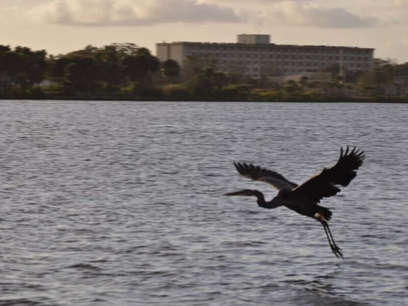 Daytona Beach: Sunset River Cruise with Dolphin Watching - Frequently Asked Questions