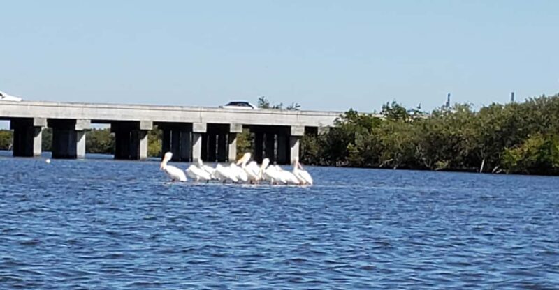 Daytona/New Smyrna Beach: Unforgettable Kayak Wildlife tours - Key Points