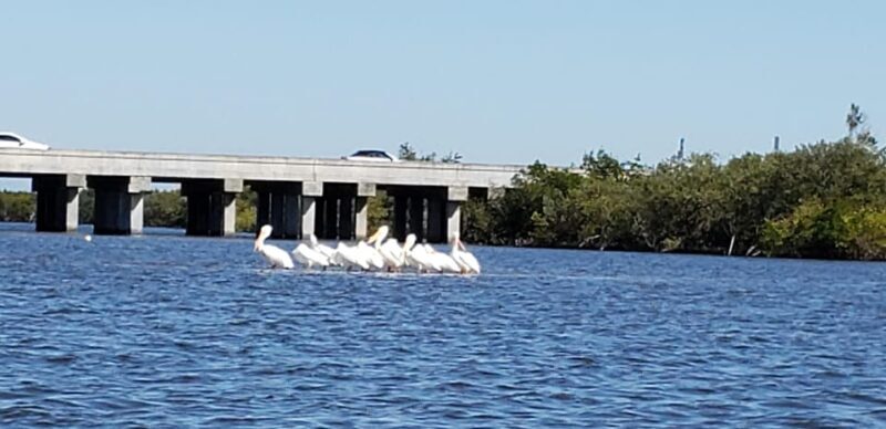 Daytona/New Smyrna Beach: Unforgettable Kayak Wildlife tours - Discovering the Waterways of New Smyrna Beach