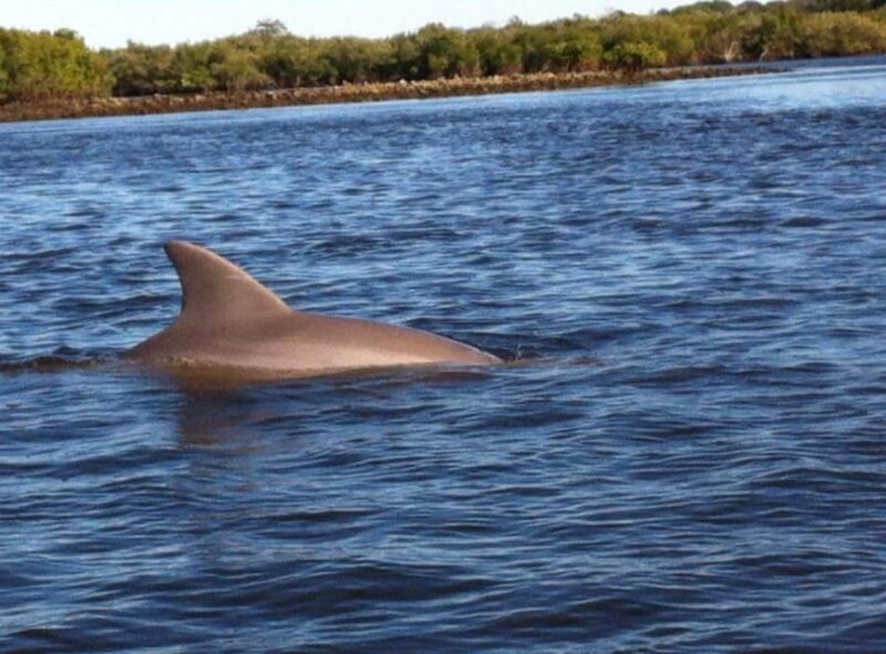 Daytona/New Smyrna Beach: Unforgettable Kayak Wildlife tours - Group Size and Guide Quality