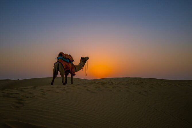 Dazzling Half Day Tour of Camel & Desert Safari with Sunset - The Sum Up: Why This Tour Is a Solid Choice