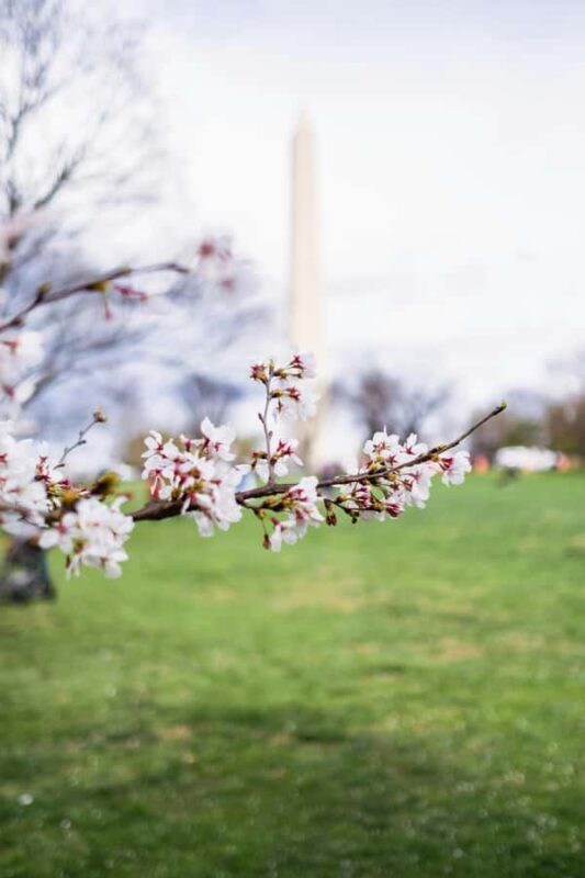 DC Cherry Blossom & Monuments Tour with Seasonal Boat Cruise - FAQs