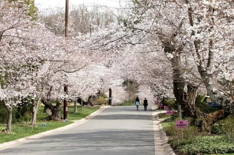 DC Kenwood Cherry Blossoms Small Group Max 12 Half-Day Tour - A Practical Look at What the Tour Offers