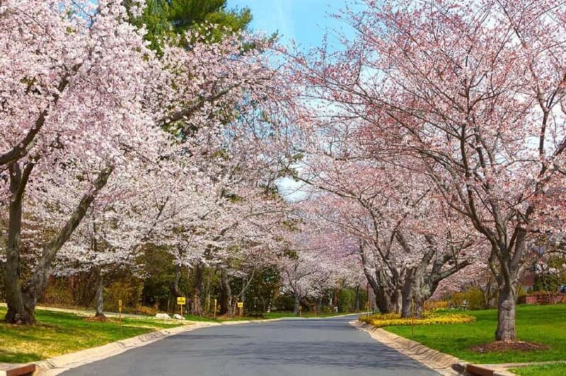 DC Kenwood Cherry Blossoms Small Group Max 12 Half-Day Tour - Practical Tips for Travelers