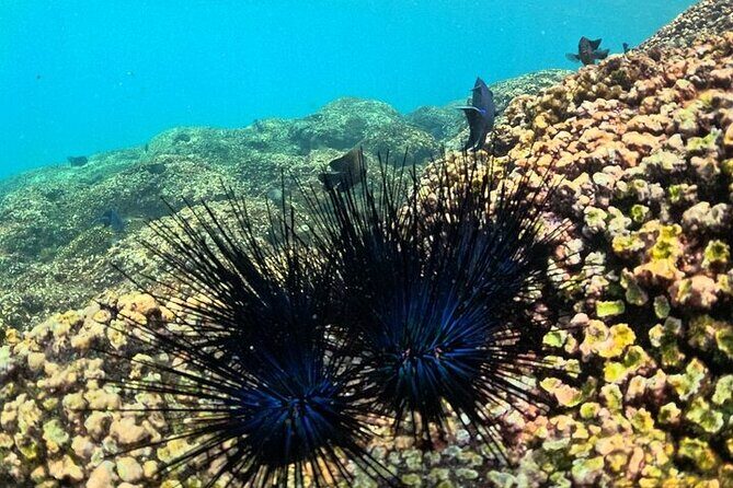 DE Huatulco Secret Reefs Snorkeling Tour DE Huatulco - FAQ