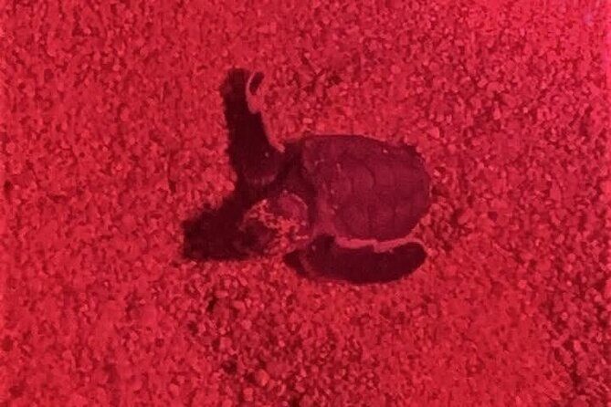 DE rismo and Night Monitoring of Sea Turtles - Starting Off in Huatulco: Setting the Scene