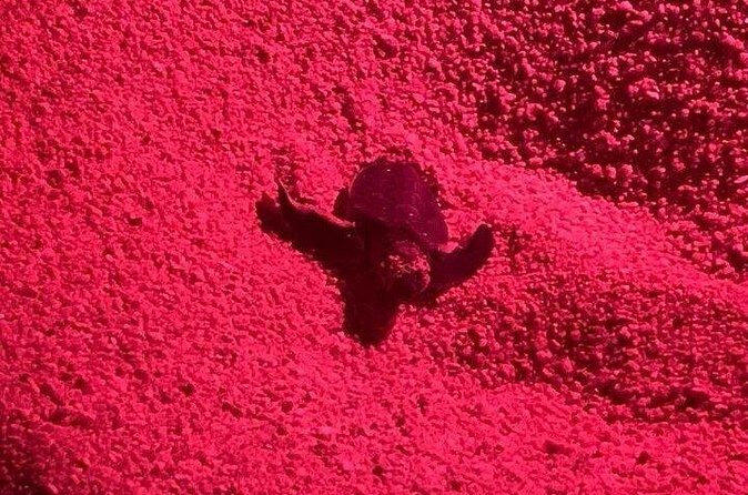 DE rismo and Night Monitoring of Sea Turtles - Practical Details: What to Expect