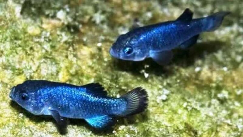 Death Valley: 1-Day Adventure & Stargazing Tour - Key Points