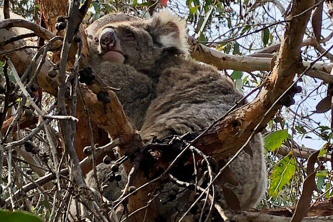 Deep Creek Hike: Trails and Tales with a Foreign Flair - Transit to Deep Creek Conservation Park