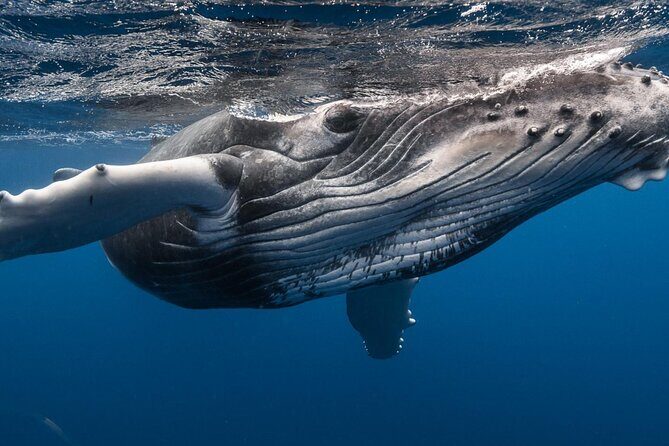 DEEP SEA FISHING 1/2 day (private group) - Practical Tips for Booking and Enjoying Your Trip