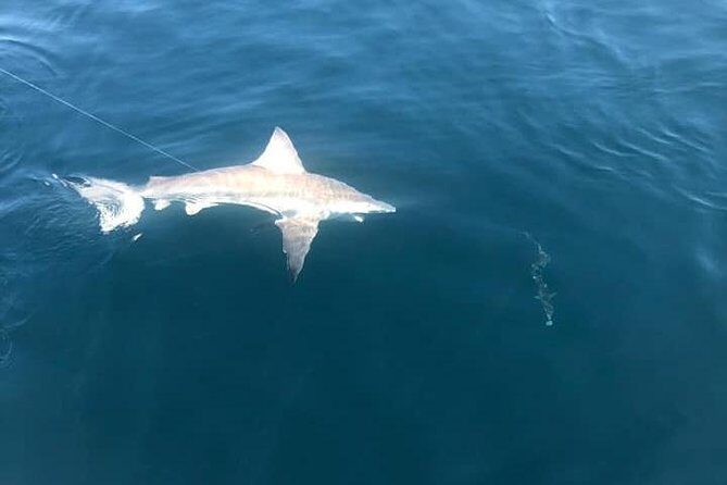 Deep Sea Private Trip on the Deep Obsession - Exploring the Trip in Detail