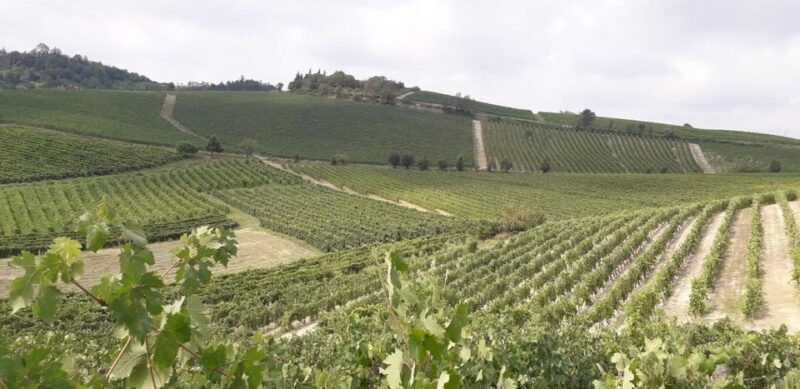 Degustazione di vini del Monferrato con visita della cantina - The Experience in Detail