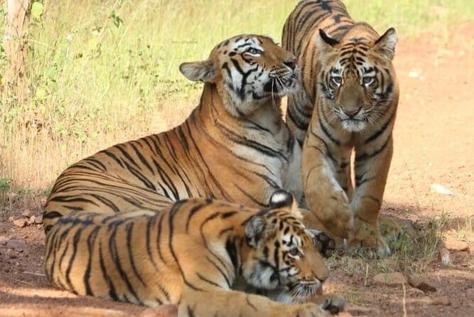 Delhi Agra Jaipur 5 Days Golden Triangle Tour With Ranthambore - Exploring the Itinerary in Detail
