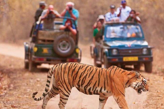 Delhi Agra Jaipur Ranthambore Tigers 5 Days Tour From Delhi - Key Points