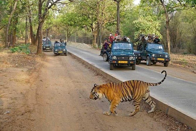 Delhi Agra Jaipur Ranthambore Tigers 5 Days Tour From Delhi - What Makes This Tour Worth It?