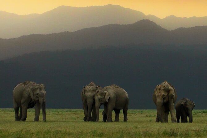 Delhi to Corbett Tiger Reserve - An In-Depth Look at the Corbett Tiger Reserve Tour