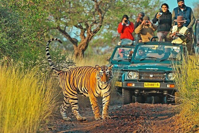 Delhi to Jaipur transfer via Bharatpur and Ranthambore park visit - Unpacking the Itinerary: What to Expect on This Wildlife Itinerary