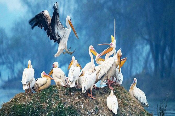 Delhi to Jaipur transfer via Bharatpur and Ranthambore park visit - The Experience You’ll Receive: Authentic and Practical
