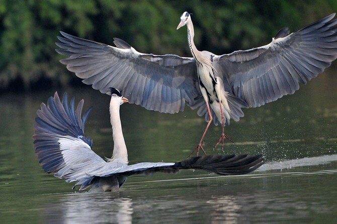 Delhi to Jaipur transfer via Bharatpur and Ranthambore park visit - Who Will Love This Tour?