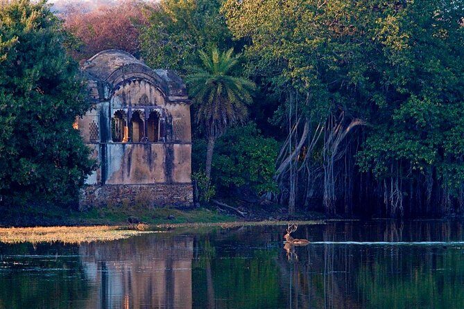 Delhi to Jaipur transfer via Bharatpur and Ranthambore park visit - The Sum Up: Is This Tour Worth It?